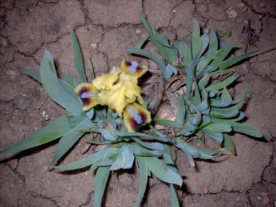 Iris_2009_066.jpg
