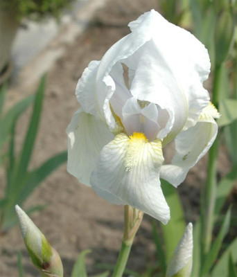 A8027a_Large.JPG