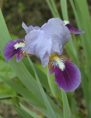 A8039b_Large.JPG