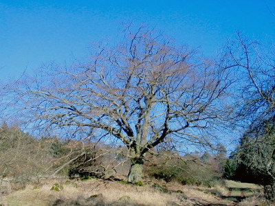 Carpinus_betulus_1.jpg