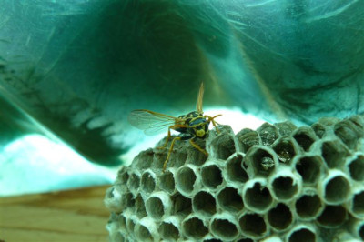 26.04.2009.40.JPG