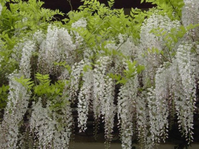 Wisteria.jpg