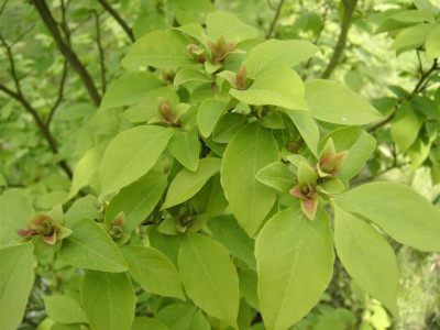 Stewartia.jpg
