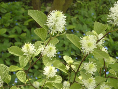Fothergilla_1.jpg
