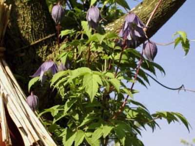 Clematis_alpina.jpg