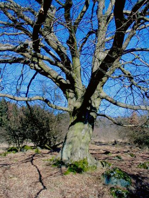 Carpinus_betulus_2.jpg