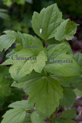 Clematis-Saemling-Apr2609.jpg