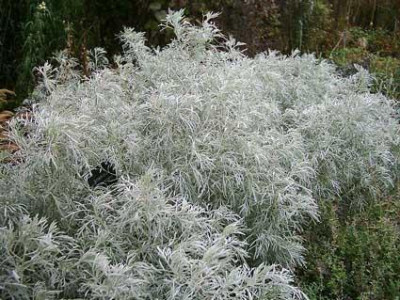 Artemisia_arborescens1.jpg