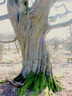 Carpinus_betulus_3.jpg