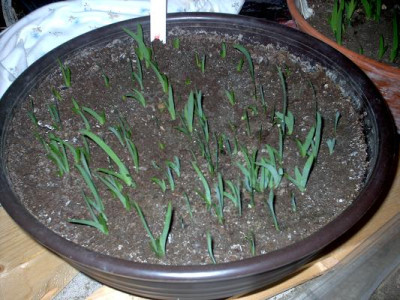 Iris_2009_117.jpg