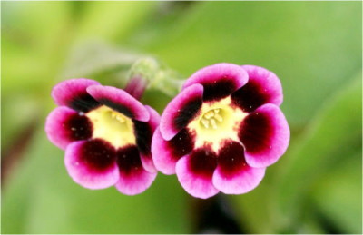Auricula_alicia.jpg