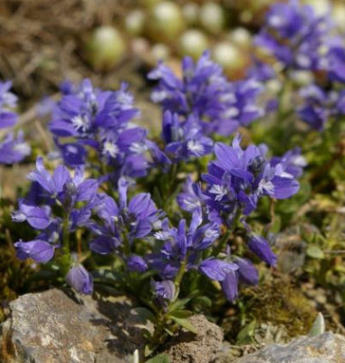 K800_25.04.2009_039.JPG