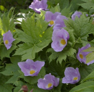 K800_25.04.2009_041.JPG