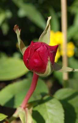 Anna_Jung_0010__44165.jpg