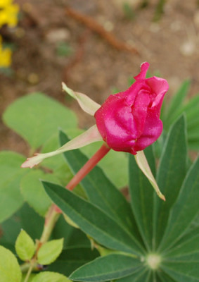 Anna_Jung_0011__4415.jpg