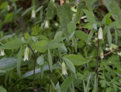 K800_25.04.2009_026.JPG