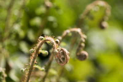 Polystichum-Bevis-Apr2109.jpg