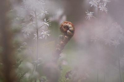 Polystichum-entruestet-Apr2409.jpg