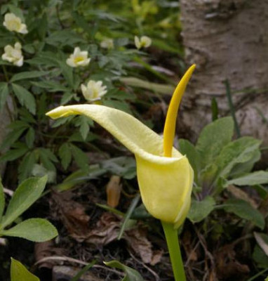 K800_25.04.2009_055.JPG