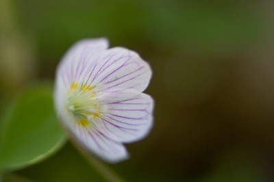 Oxalis-acetosella-small-Apr2009.jpg