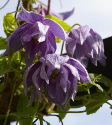 K800_25.04.2009_016.JPG
