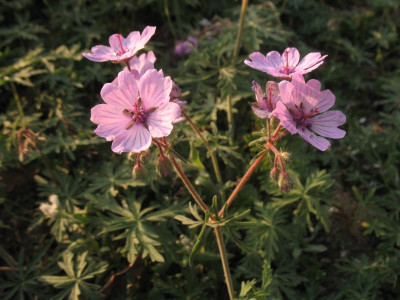 IMG_7465_Geranium.jpg