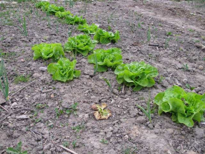 K640_Wintersalat.JPG