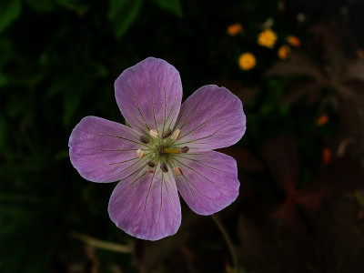 geranium_maculatum.jpg