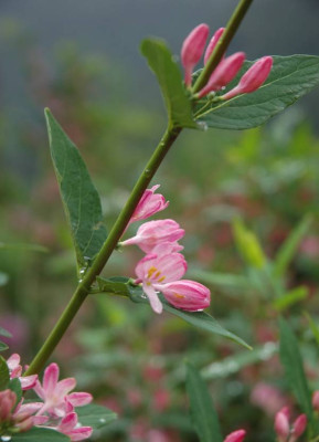 DSC_2487lonicera_tat..jpg