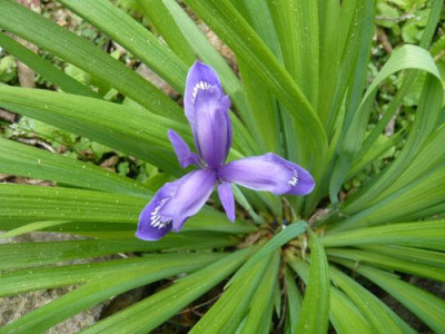 unbekannte_Iris_fars_2009.jpg