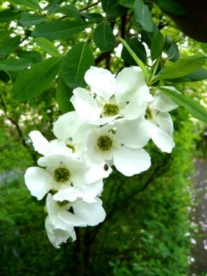 Exochorda_racemosa_fars_2009.jpg
