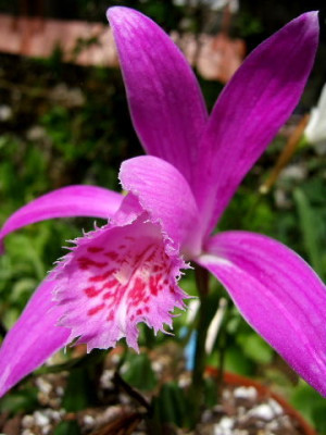 DSCF8013.JPG
