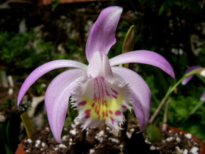 DSCF8005.JPG