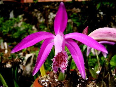 DSCF7997.JPG