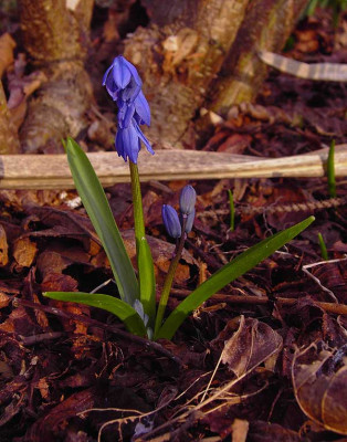 Chionodoxa_forbessii-1.jpg