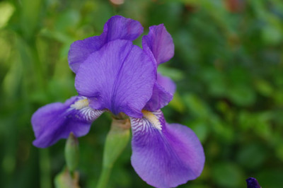 IMGP2055.jpg
