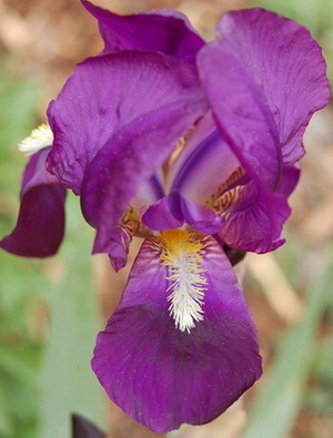 DSC_0001_260409.jpg