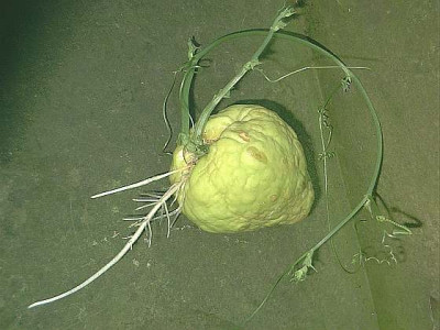 Chayote_rankend.jpg
