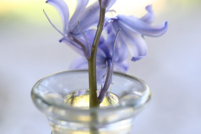 Vase.jpg