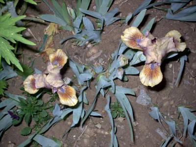Iris_2009_132.jpg