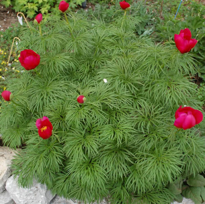P._tenuifolia_0010__44389.jpg