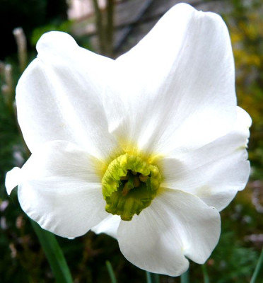 Narcissus_Sinopel_fars_2009.jpg