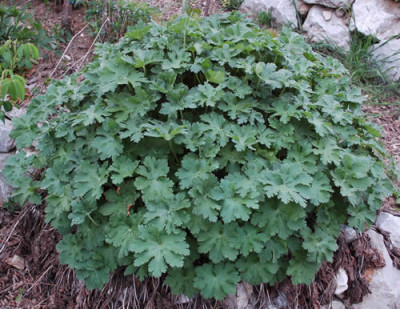 Pracht-Storchschnabel_0010__44412.jpg