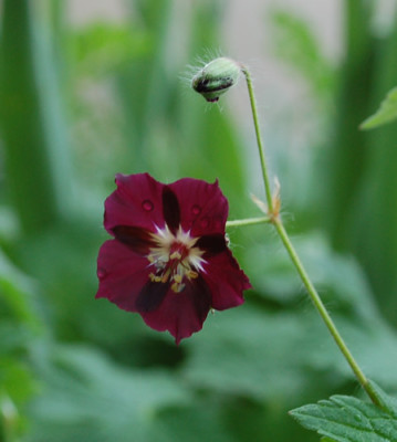 Brauner_Storchschnabel_0010__44416.jpg