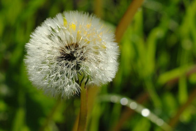 Lowenzahn_1_26-04-2009.jpg