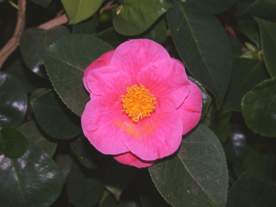 Cam._Nukifude002.jpg