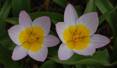 Kretische_Tulpe_Lilac_Wonder_0010__44363.jpg
