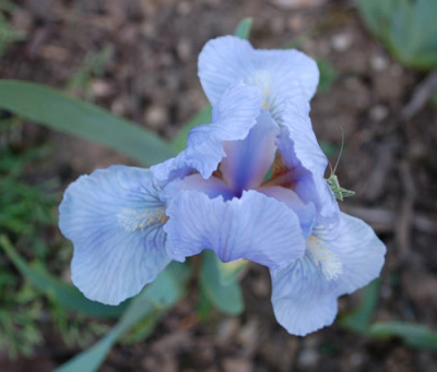 Zwergschwertlilie_Blue_Denim_0010__44224.jpg