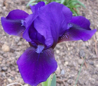 000_3622_blaue_Nana.jpg