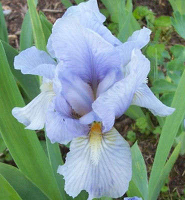 000_3616_hellblaue_von_Muller.jpg